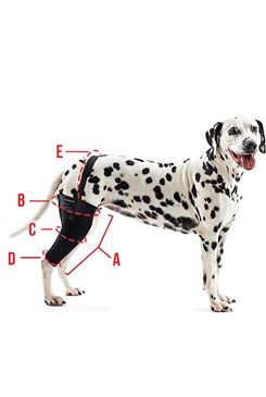 Bandáž Rehab na koleno pro psa KRUUSE XL Pravá
