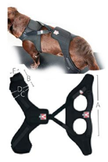 Bandáž Rehab Pro na koleno pro psa KRUUSE XL pravá